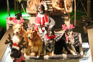 Every wonder how Santa delivers toys to the good little boys & girls who live in the marsh? Well - His Rein Dogs deliver them on the AirRanger!